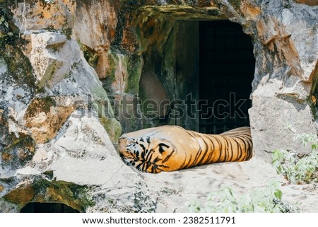 Siberian tiger sleeping soundly in the zoo.