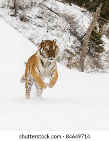 Siberian Tiger In Snow