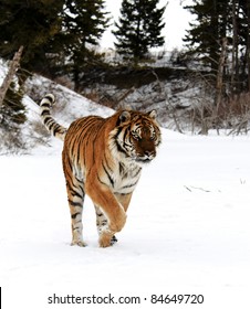 Siberian Tiger In Snow