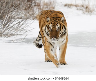 Siberian Tiger In Snow