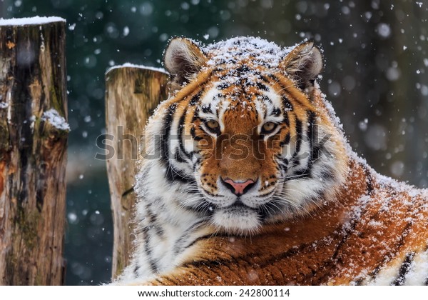 Siberian Tiger Snow Stock Photo (Edit Now) 242800114