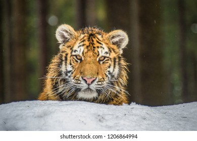 Siberian Tiger in the snow (Panthera tigris) - Powered by Shutterstock