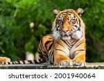 The Siberian tiger is a tiger from a specific population of the Panthera tigris tigris subspecies native to the Russian Far East, Northeast China and possibly North Korea.