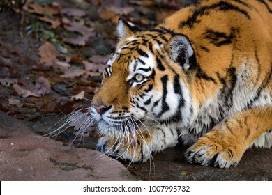 Siberian Tiger Stalking Its Prey