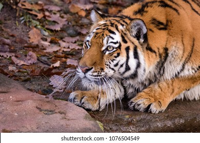 Siberian Tiger Stalking Its Prey