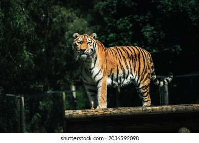 The Siberian tiger, a subspecies of tiger, is the largest cat in the world. Also known as the Amur tiger, the Siberian tiger resides in a small region in the southeast region Russia.