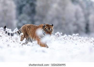 Siberian Tiger Snow Panthera Tigris Stock Photo (Edit Now) 1168131412