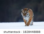 Siberian Tiger walk on snow. Beautiful, dynamic and powerful animal. Typical winter environment. Taiga russia. Panthera tigris altaica