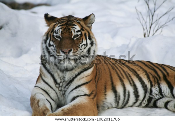 Siberian Tiger Winter Taiga Siberian Tiger Stock Photo (Edit Now ...