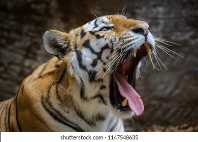 Siberian Tiger Yawning