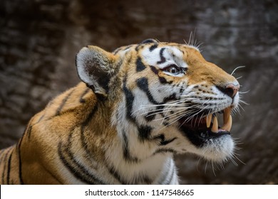 Siberian Tiger yawning