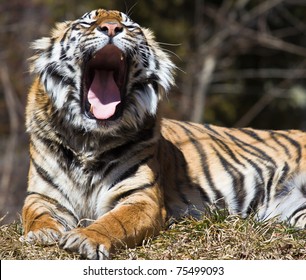 Siberian Tiger Yawning