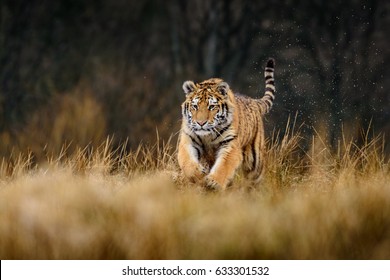 siberian tiger(Panthera tigris altaica)