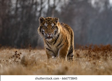  Siberian Tiger(Panthera Tigris Altaica)