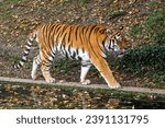 The Siberian tiger,Panthera tigris altaica is the biggest cat in the world