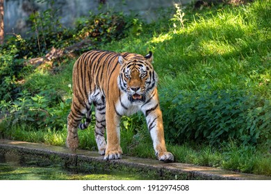 The Siberian tiger,Panthera tigris altaica is the biggest cat in the world - Shutterstock ID 1912974508