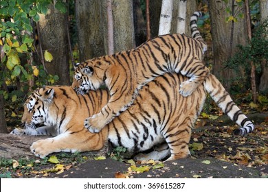 Siberian Tigers