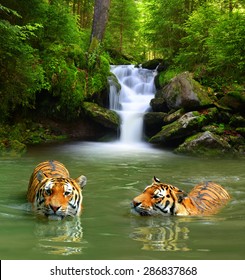 Siberian Tigers In Water 