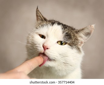 Siberian Tom Cat Close Up Portrait Open Mouth Lick Food From Human Finger With Barbed Tongue