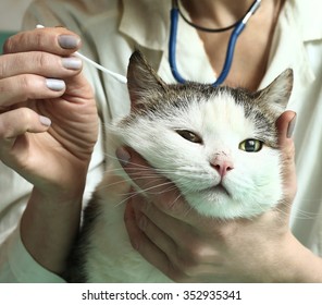 Siberian Tom Male Cat Close Up Photo At Veterinary Attendance, Doctor Hand With Cotton Wool Stick Cleaning Dirty Infection Ear