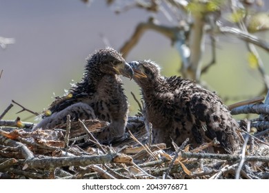 Sibling Secrets Baby Bald Eagles