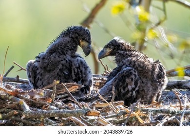 Siblings Baby Bald Eagles in Nest