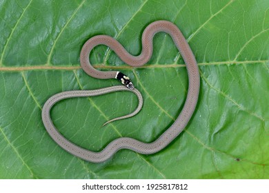 476 Snake of bangladesh Images, Stock Photos & Vectors | Shutterstock