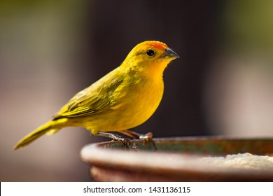 Canário-da-terra-verdadeiro (Sicalis flaveola). The true canary (Sicalis flaveola). Sitting feeding.