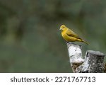Sicalis olivascens ( Green canary finch ) on a dry tree branch