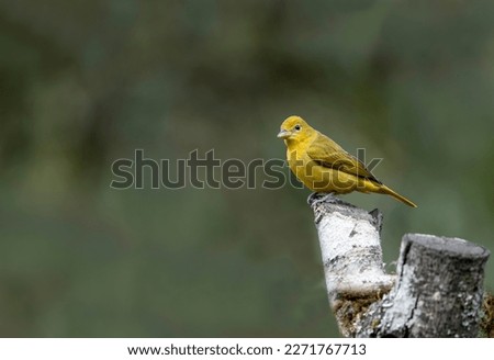 Sicalis olivascens ( Green canary finch ) on a dry tree branch