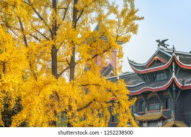 Sichuan University Campus Autumn Scene