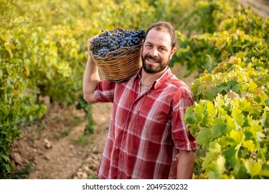 Sicilian Farmer In A Vineyard In The Province Of Trapani