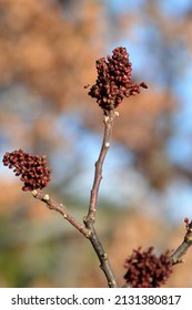 Sicilian Sumac Growing In The Forest