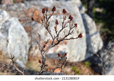 Sicilian Sumac Growing In The Forest