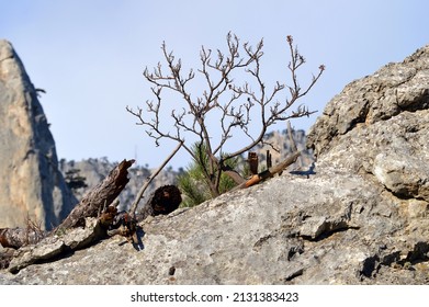 Sicilian Sumac Growing On The Rock