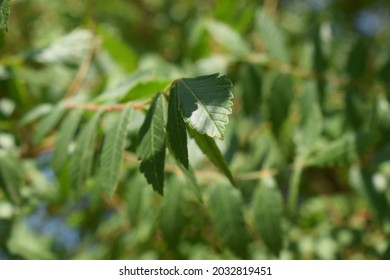 Sicilian Sumac (Rhus Coriaria) Green Leaves