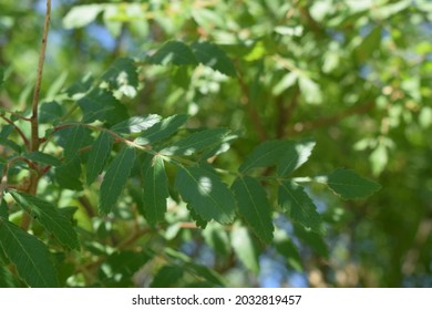 Sicilian Sumac (Rhus Coriaria) Green Leaves