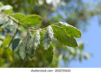 Sicilian Sumac (Rhus Coriaria) Green Leaves