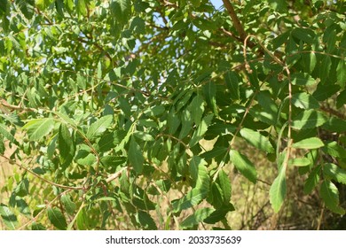 Sicilian Sumac (Rhus Coriaria) Green Leaves