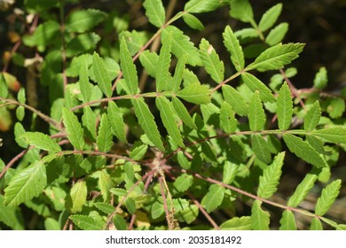 Sicilian Sumac (Rhus Coriaria) Green Leaves