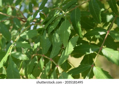 Sicilian Sumac (Rhus Coriaria) Green Leaves