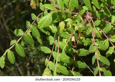 Sicilian Sumac (Rhus Coriaria) Green Leaves