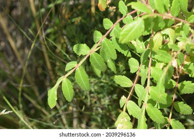 Sicilian Sumac (Rhus Coriaria) Green Leaves