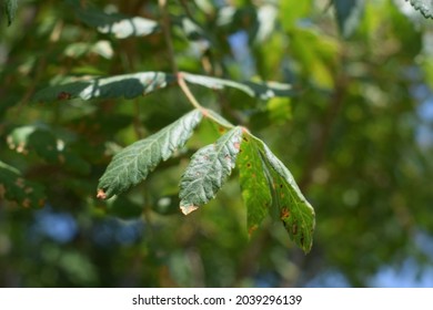 Sicilian Sumac (Rhus Coriaria) Green Leaves