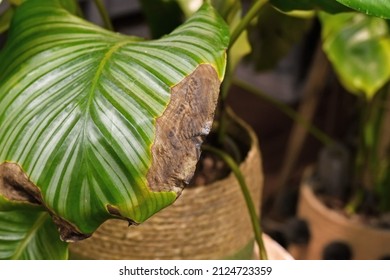 Sick Calathea Houseplant Leaf With Dry Brown And Yellow Leaf Spots