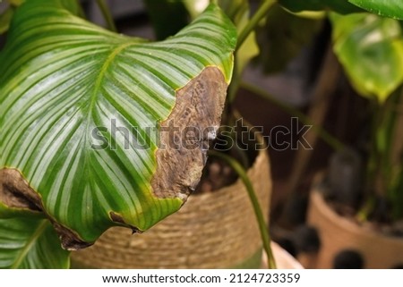 Sick Calathea houseplant leaf with dry brown and yellow leaf spots