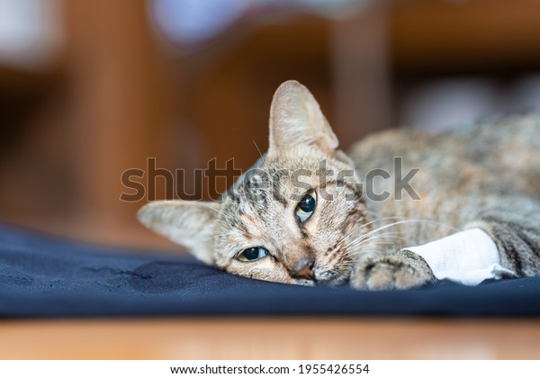 The sick cat\
lay weakly on the blue cloth, it gaze stared out in motion.\
Cat\'s\
Health Concept. Soft focus. \
