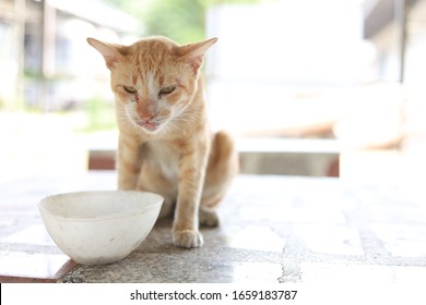 Sick Cat Refuses To Eat Food