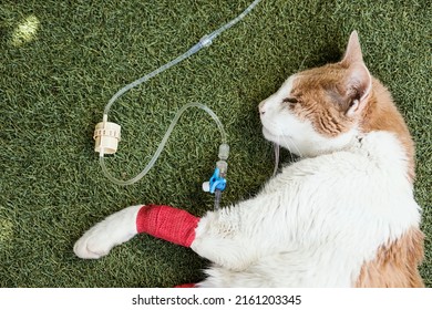Sick cat with serum by catheter with bandages. Sick cat due to treatment for kidney failure. Indisposed cat, serious, convalescent, afflicted. Concept of cat or mascot convalescent by operation. Sick - Shutterstock ID 2161203345