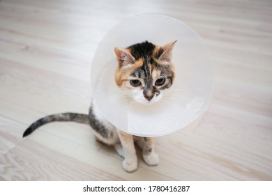 Sick cat with veterinary cone or plastic cone collar on its head to protect cat from licking a wound